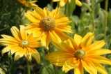Yellow Flowers-Chris Adams